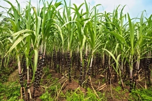 SugarCane-600x400