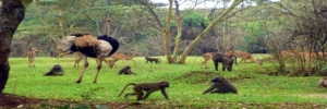 NairobiSafariAnimals-900x300