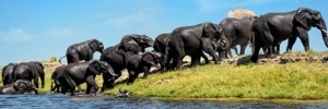 Botswana-Elephants-OutOfLake-900x300